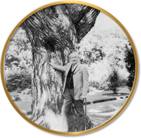 Ultima foto de Tolkien sob a copa da árvore Pinus Nigra