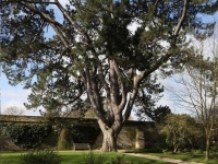 Black Pine – Pinus Negra de Tolkien